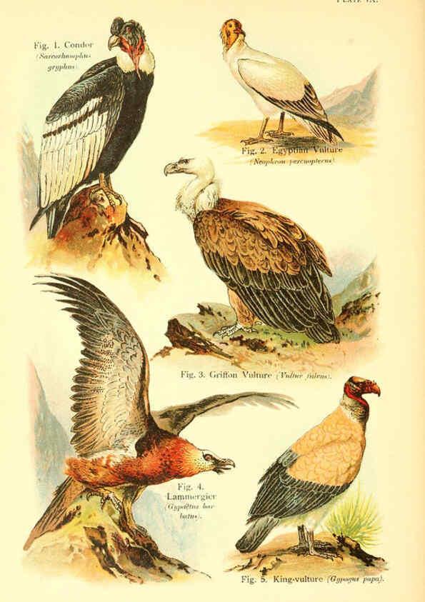 Reproducción/Reproduction 6021708067: A book of birds London,Sidney Appleton,1908