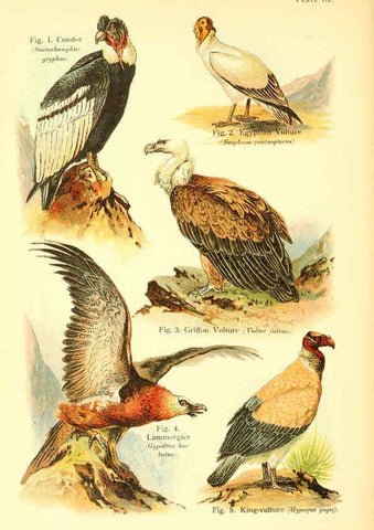 Reproducción/Reproduction 6021708067: A book of birds London,Sidney Appleton,1908