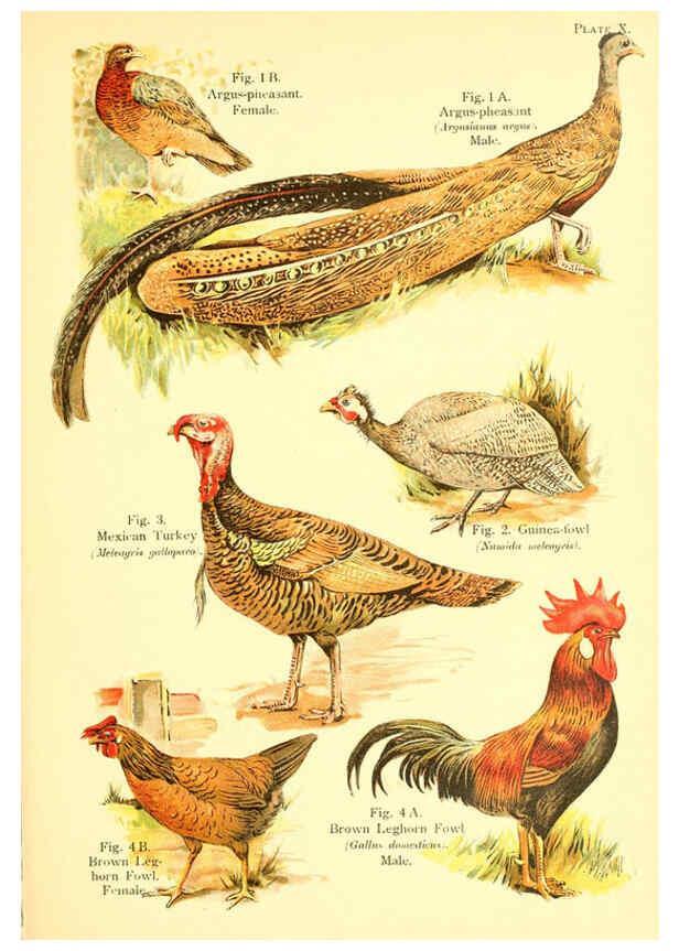 Reproducción/Reproduction 6022264750: A book of birds London,Sidney Appleton,1908