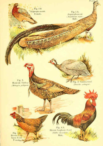 Reproducción/Reproduction 6022264750: A book of birds London,Sidney Appleton,1908