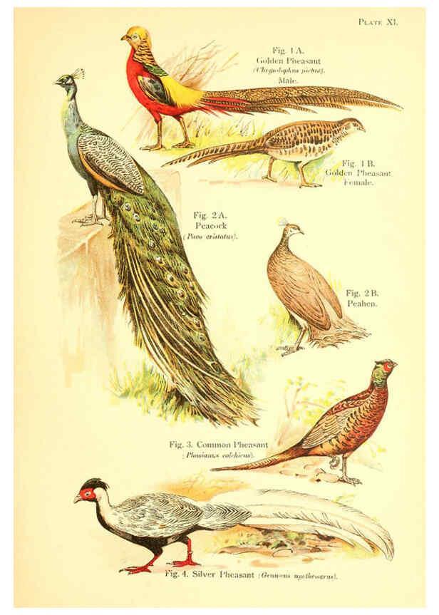 Reproducción/Reproduction 6021709297: A book of birds London,Sidney Appleton,1908
