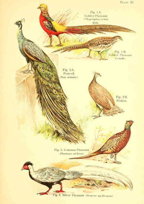 Reproducción/Reproduction 6021709297: A book of birds London,Sidney Appleton,1908