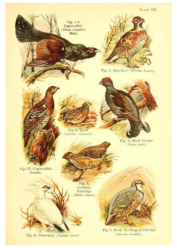 Reproducción/Reproduction 6022265374: A book of birds London,Sidney Appleton,1908