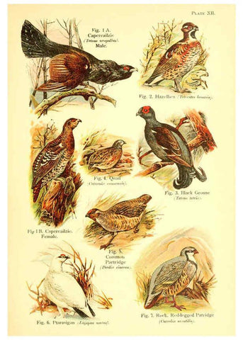 Reproducción/Reproduction 6022265374: A book of birds London,Sidney Appleton,1908