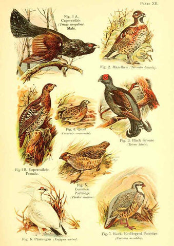 Reproducción/Reproduction 6022265374: A book of birds London,Sidney Appleton,1908