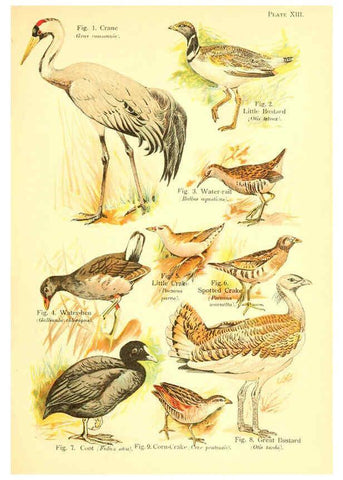 Reproducción/Reproduction 6022265690: A book of birds London,Sidney Appleton,1908