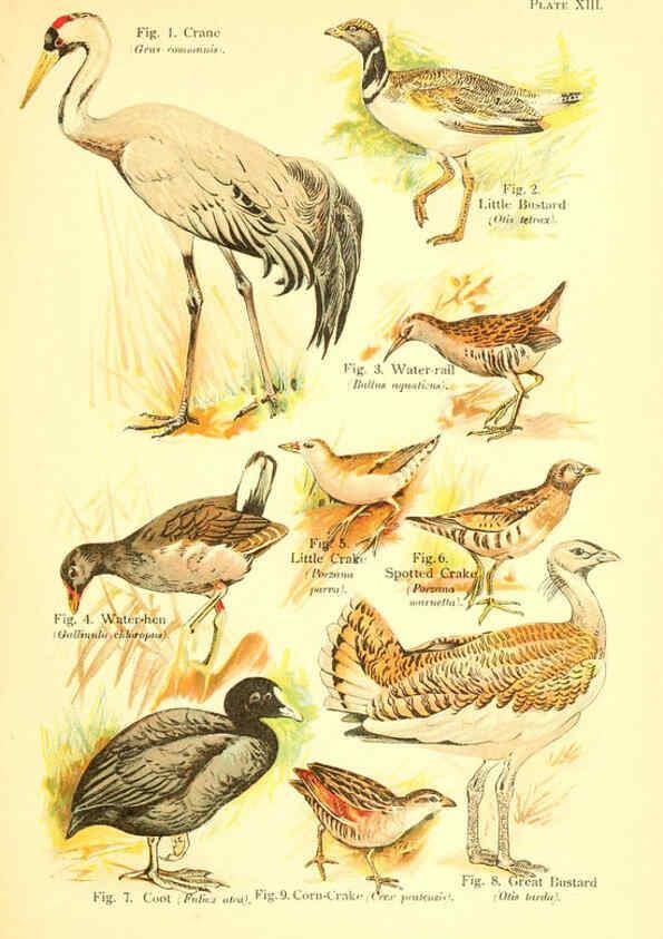 Reproducción/Reproduction 6022265690: A book of birds London,Sidney Appleton,1908