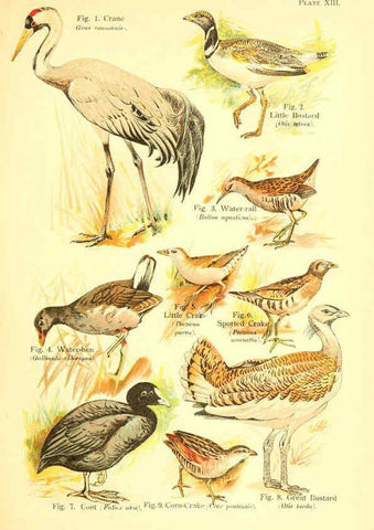 Reproducción/Reproduction 6022265690: A book of birds London,Sidney Appleton,1908