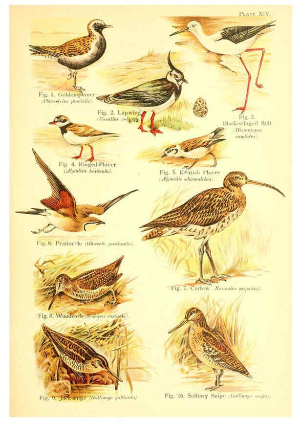 Reproducción/Reproduction 6021710283: A book of birds London,Sidney Appleton,1908