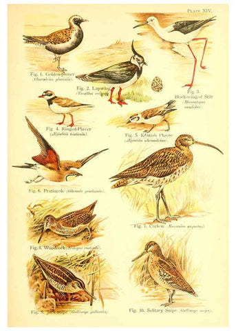 Reproducción/Reproduction 6021710283: A book of birds London,Sidney Appleton,1908