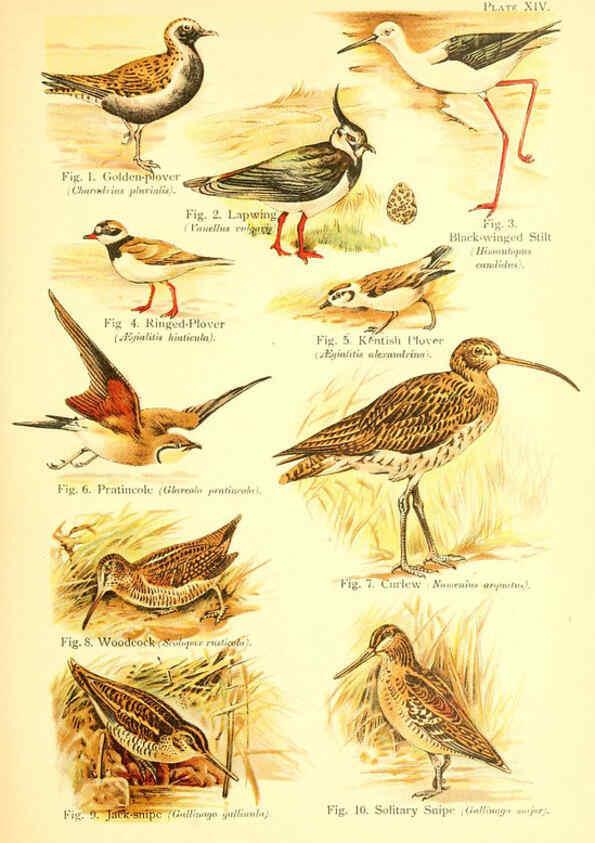 Reproducción/Reproduction 6021710283: A book of birds London,Sidney Appleton,1908
