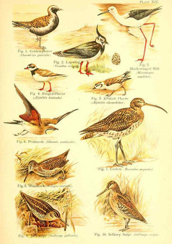 Reproducción/Reproduction 6021710283: A book of birds London,Sidney Appleton,1908