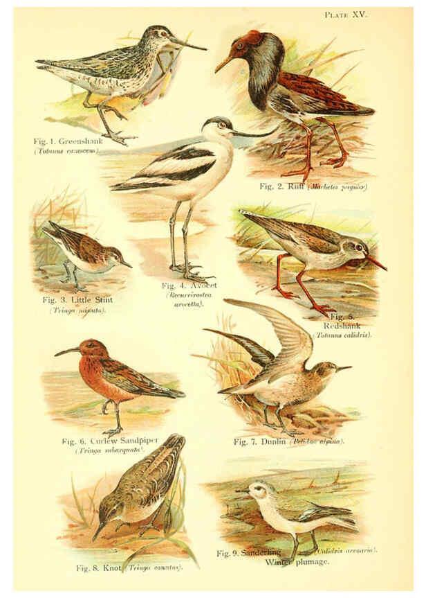 Reproducción/Reproduction 6021710593: A book of birds London,Sidney Appleton,1908