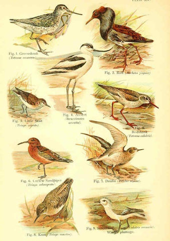 Reproducción/Reproduction 6021710593: A book of birds London,Sidney Appleton,1908
