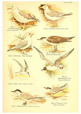 Reproducción/Reproduction 6022266752: A book of birds London,Sidney Appleton,1908