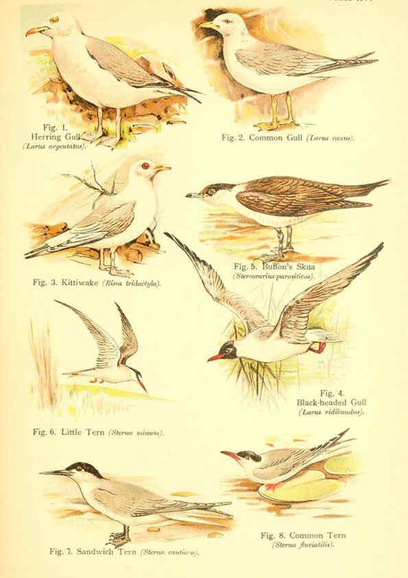 Reproducción/Reproduction 6022266752: A book of birds London,Sidney Appleton,1908
