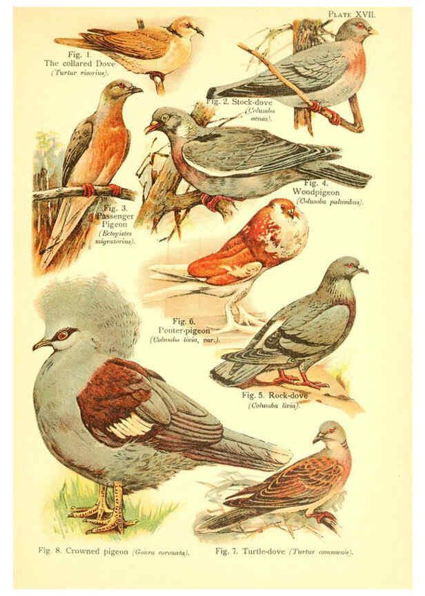 Reproducción/Reproduction 6021711131: A book of birds London,Sidney Appleton,1908