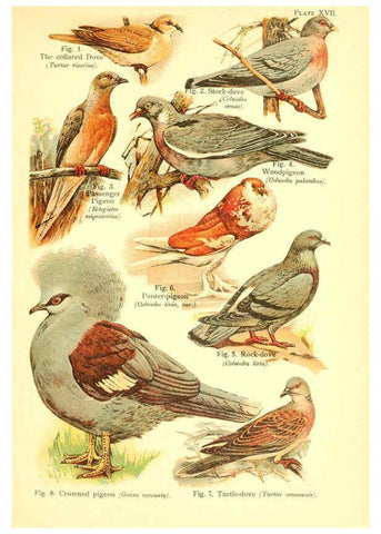 Reproducción/Reproduction 6021711131: A book of birds London,Sidney Appleton,1908