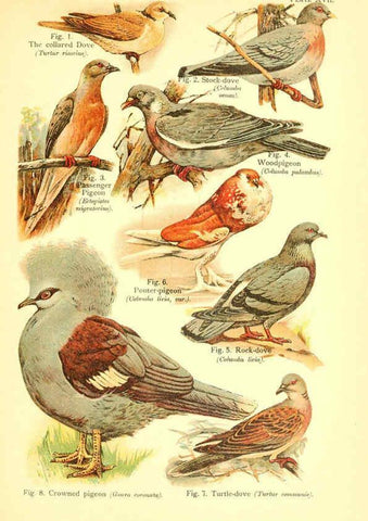 Reproducción/Reproduction 6021711131: A book of birds London,Sidney Appleton,1908