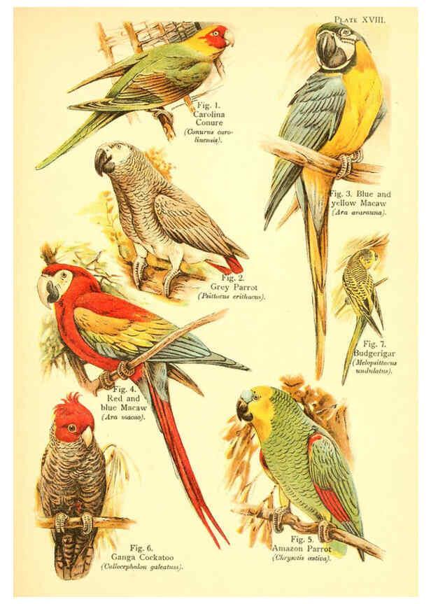 Reproducción/Reproduction 6021711353: A book of birds London,Sidney Appleton,1908