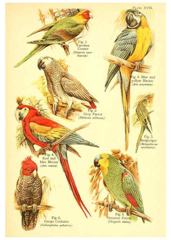 Reproducción/Reproduction 6021711353: A book of birds London,Sidney Appleton,1908