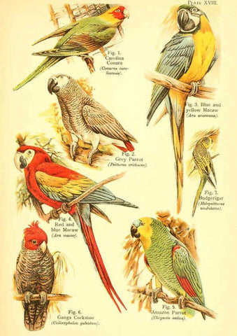 Reproducción/Reproduction 6021711353: A book of birds London,Sidney Appleton,1908