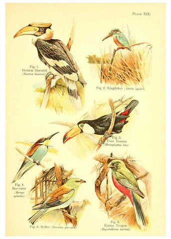 Reproducción/Reproduction 6021711665: A book of birds London,Sidney Appleton,1908
