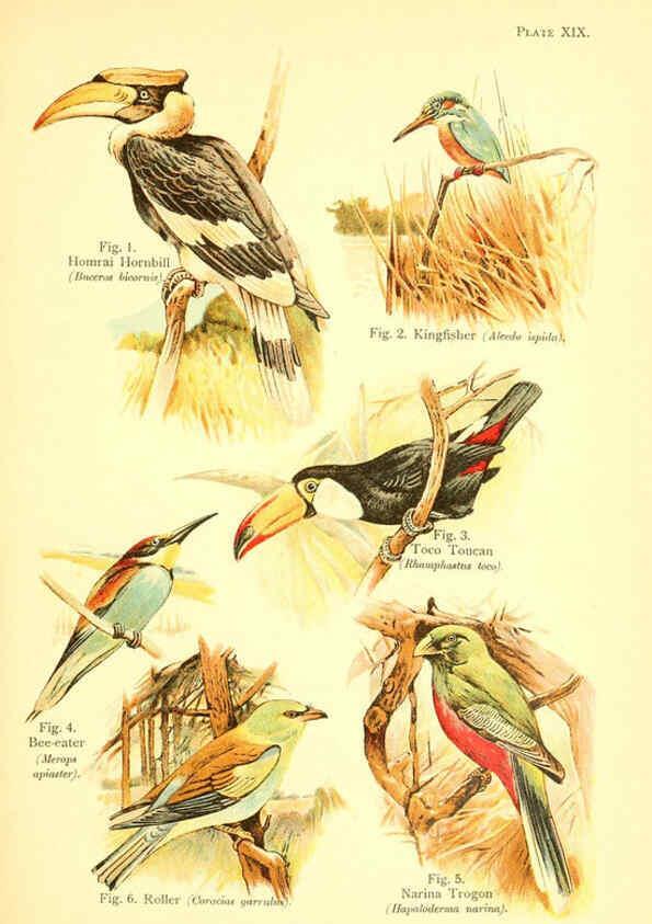 Reproducción/Reproduction 6021711665: A book of birds London,Sidney Appleton,1908