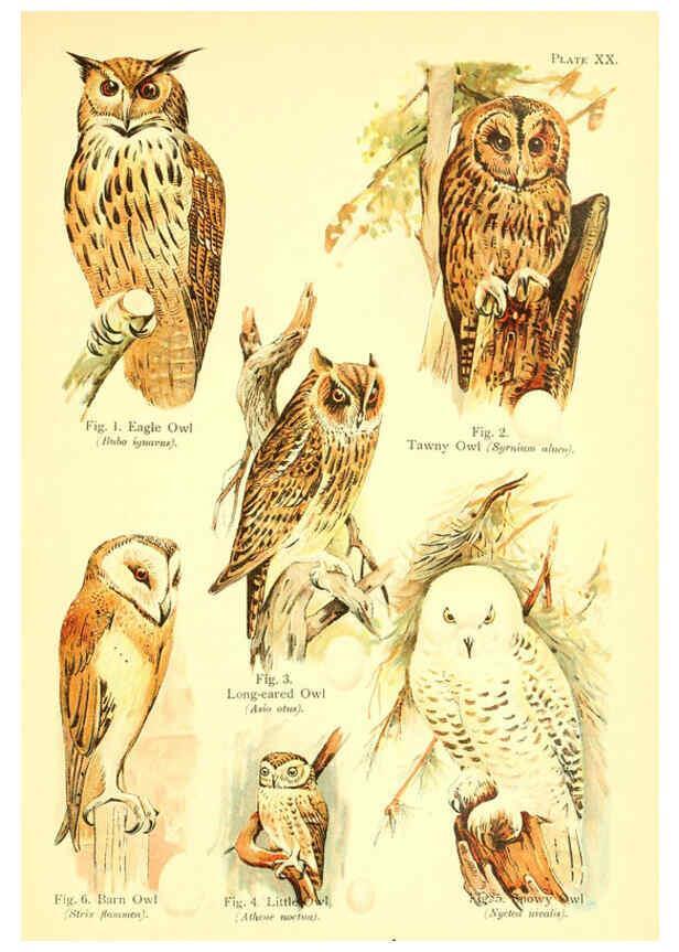 Reproducción/Reproduction 6021711885: A book of birds London,Sidney Appleton,1908