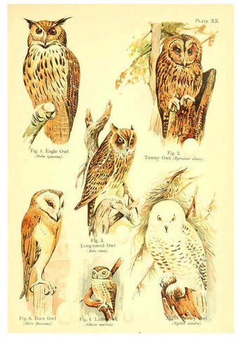Reproducción/Reproduction 6021711885: A book of birds London,Sidney Appleton,1908