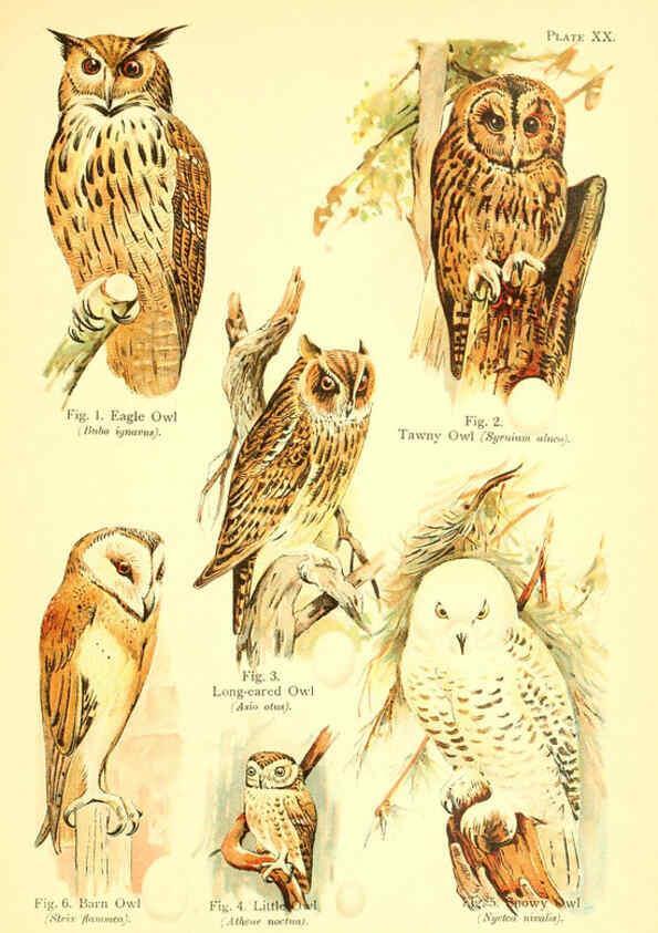 Reproducción/Reproduction 6021711885: A book of birds London,Sidney Appleton,1908