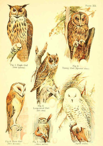 Reproducción/Reproduction 6021711885: A book of birds London,Sidney Appleton,1908