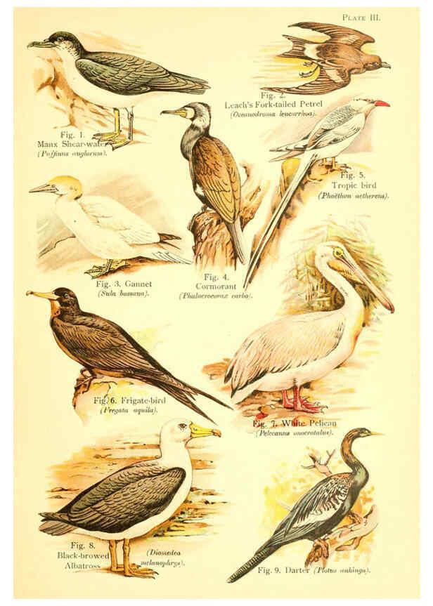 Reproducción/Reproduction 6021706135: A book of birds London,Sidney Appleton,1908