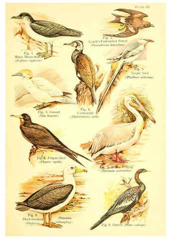 Reproducción/Reproduction 6021706135: A book of birds London,Sidney Appleton,1908
