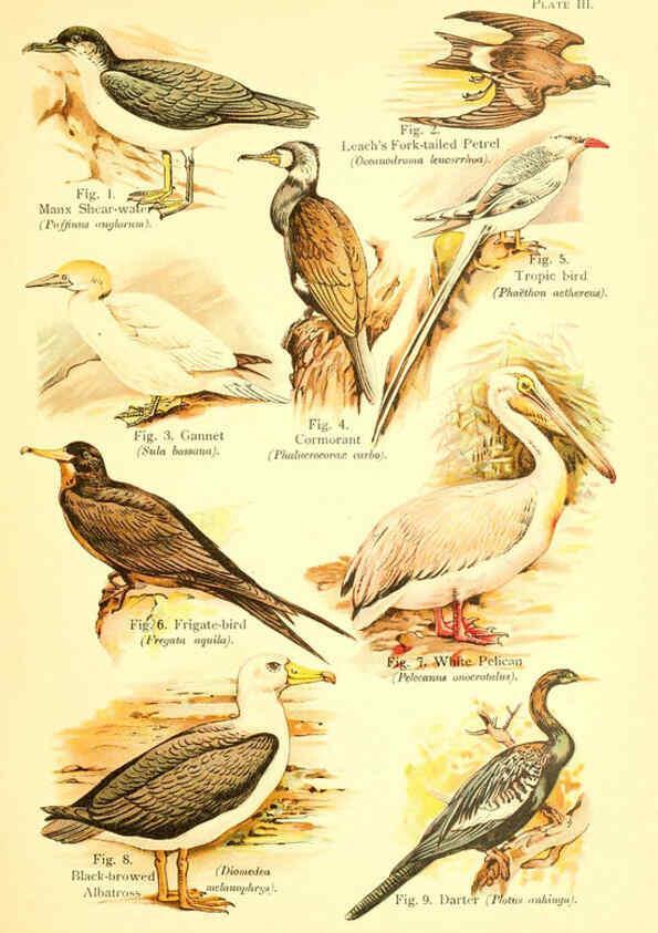 Reproducción/Reproduction 6021706135: A book of birds London,Sidney Appleton,1908