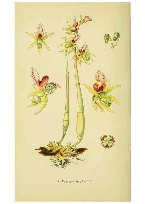 Reproducción/Reproduction 6022126042: Abbildungen der in Deutschland und den angrenzenden gebieten vorkommenden grundformen der orchideenarten Berlin,R. Friedländer & sohn,1904