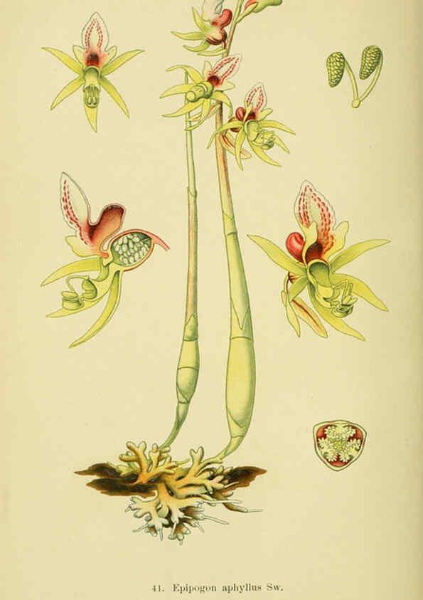 Reproducción/Reproduction 6022126042: Abbildungen der in Deutschland und den angrenzenden gebieten vorkommenden grundformen der orchideenarten Berlin,R. Friedländer & sohn,1904