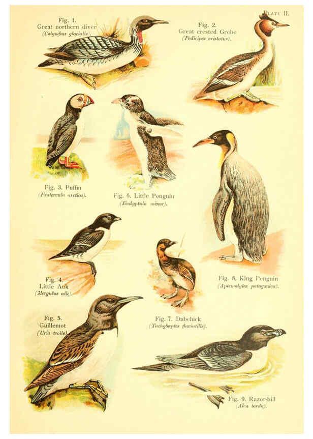 Reproducción/Reproduction 6021705733: A book of birds London,Sidney Appleton,1908