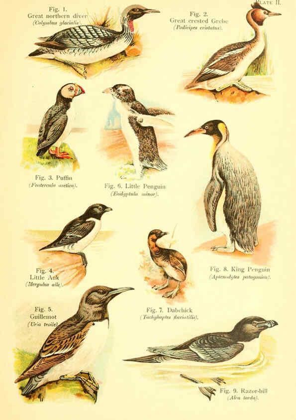Reproducción/Reproduction 6021705733: A book of birds London,Sidney Appleton,1908