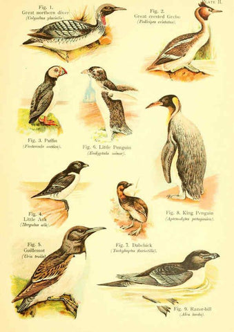 Reproducción/Reproduction 6021705733: A book of birds London,Sidney Appleton,1908