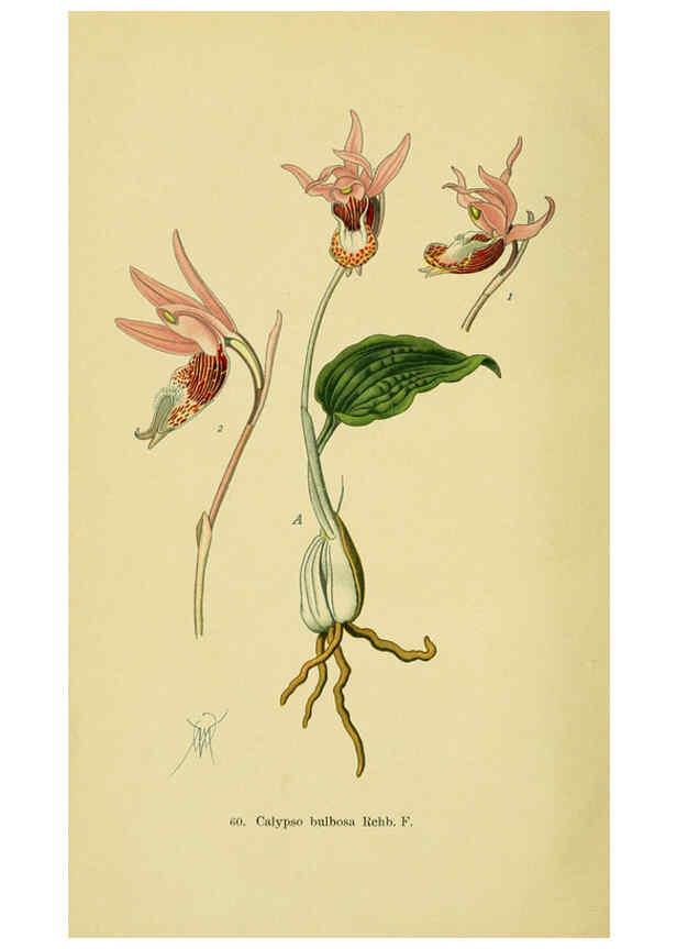 Reproducción/Reproduction 6022132370: Abbildungen der in Deutschland und den angrenzenden gebieten vorkommenden grundformen der orchideenarten Berlin,R. Friedländer & sohn,1904
