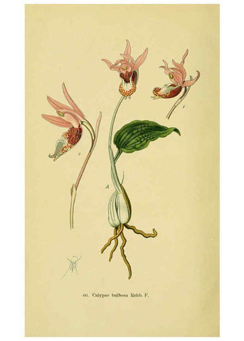 Reproducción/Reproduction 6022132370: Abbildungen der in Deutschland und den angrenzenden gebieten vorkommenden grundformen der orchideenarten Berlin,R. Friedländer & sohn,1904