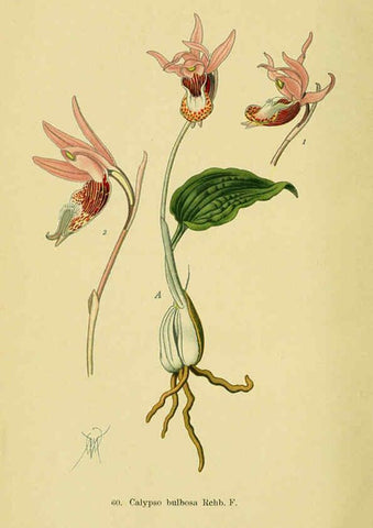 Reproducción/Reproduction 6022132370: Abbildungen der in Deutschland und den angrenzenden gebieten vorkommenden grundformen der orchideenarten Berlin,R. Friedländer & sohn,1904