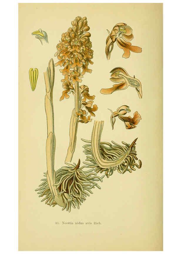 Reproducción/Reproduction 6022126778: Abbildungen der in Deutschland und den angrenzenden gebieten vorkommenden grundformen der orchideenarten Berlin,R. Friedländer & sohn,1904