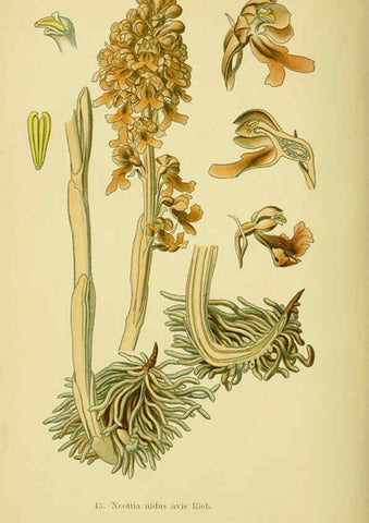 Reproducción/Reproduction 6022126778: Abbildungen der in Deutschland und den angrenzenden gebieten vorkommenden grundformen der orchideenarten Berlin,R. Friedländer & sohn,1904