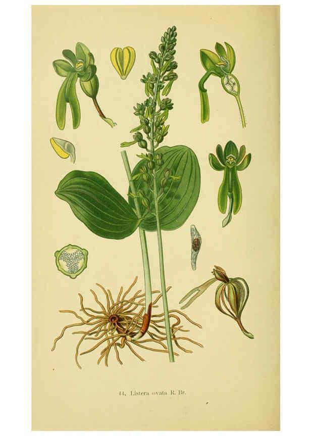 Reproducción/Reproduction 6022127046: Abbildungen der in Deutschland und den angrenzenden gebieten vorkommenden grundformen der orchideenarten Berlin,R. Friedländer & sohn,1904