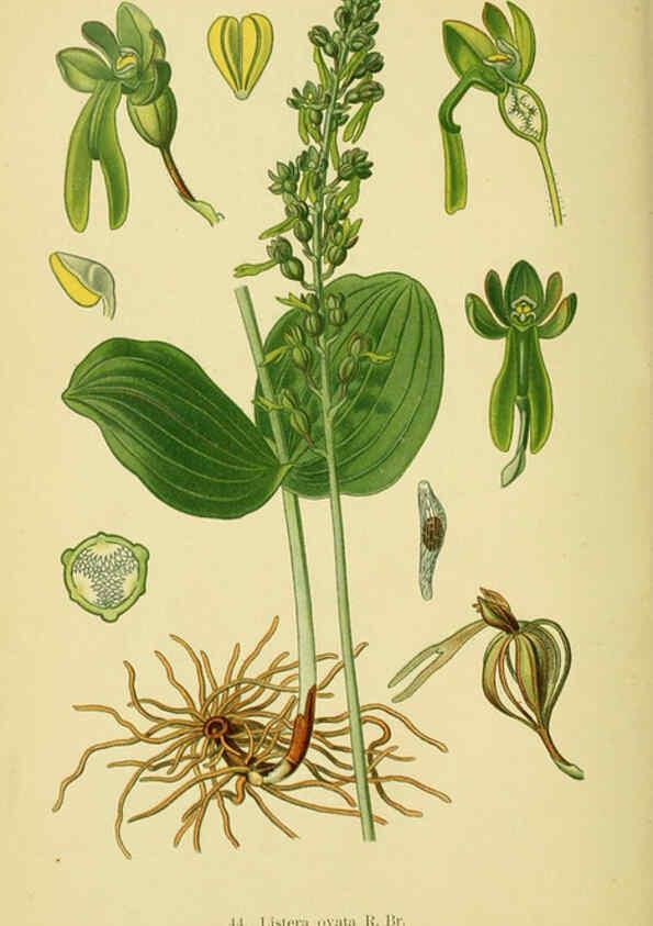 Reproducción/Reproduction 6022127046: Abbildungen der in Deutschland und den angrenzenden gebieten vorkommenden grundformen der orchideenarten Berlin,R. Friedländer & sohn,1904