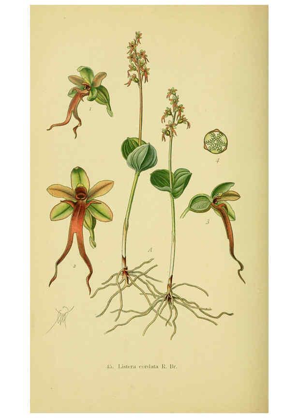 Reproducción/Reproduction 6022127362: Abbildungen der in Deutschland und den angrenzenden gebieten vorkommenden grundformen der orchideenarten Berlin,R. Friedländer & sohn,1904