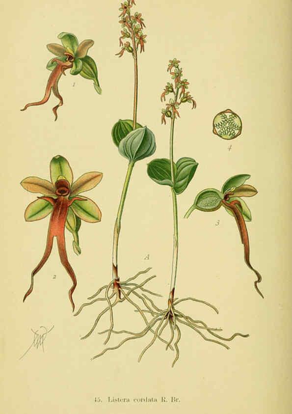 Reproducción/Reproduction 6022127362: Abbildungen der in Deutschland und den angrenzenden gebieten vorkommenden grundformen der orchideenarten Berlin,R. Friedländer & sohn,1904