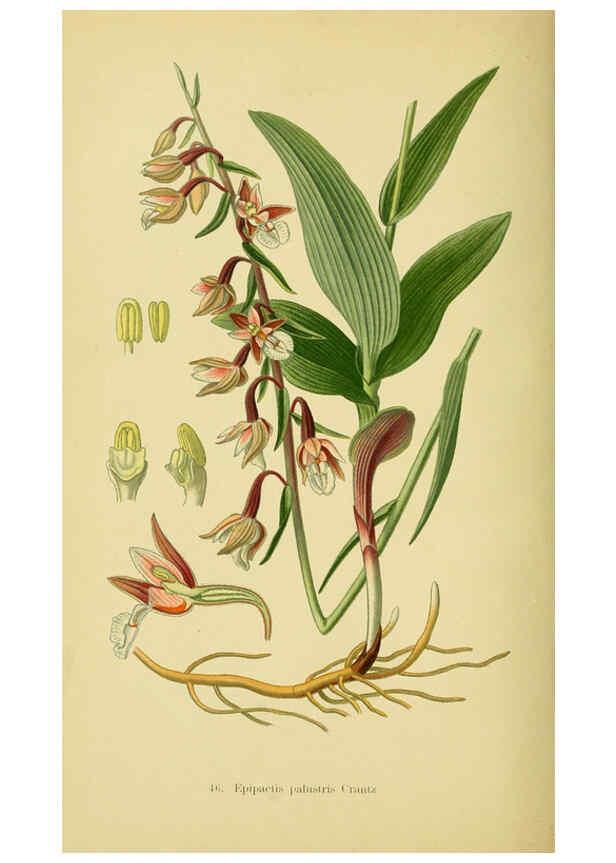 Reproducción/Reproduction 6021572405: Abbildungen der in Deutschland und den angrenzenden gebieten vorkommenden grundformen der orchideenarten Berlin,R. Friedländer & sohn,1904